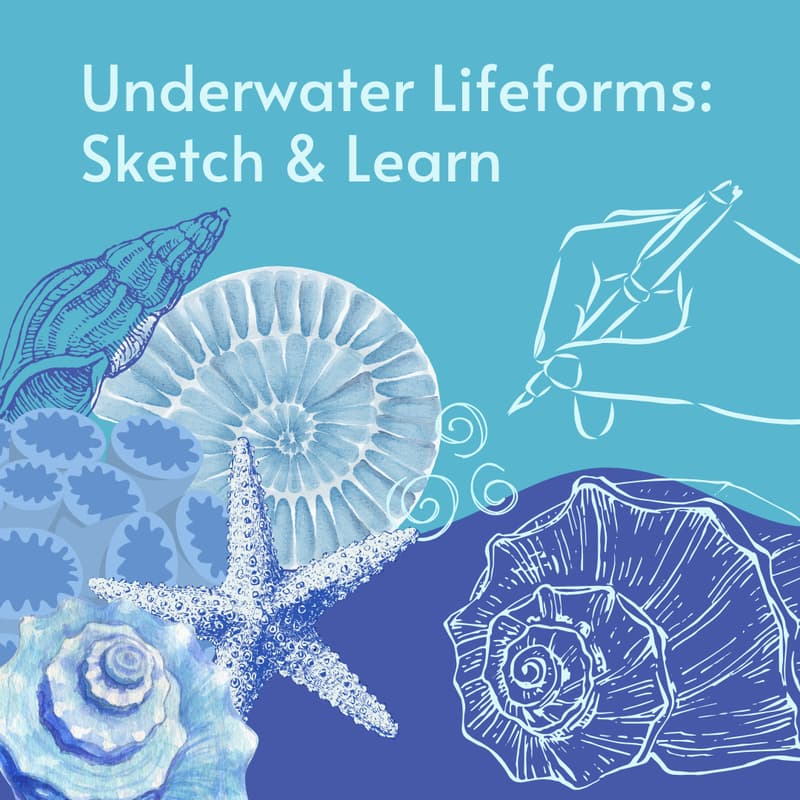 Cover Image for Underwater Lifeforms: Sketch & Learn