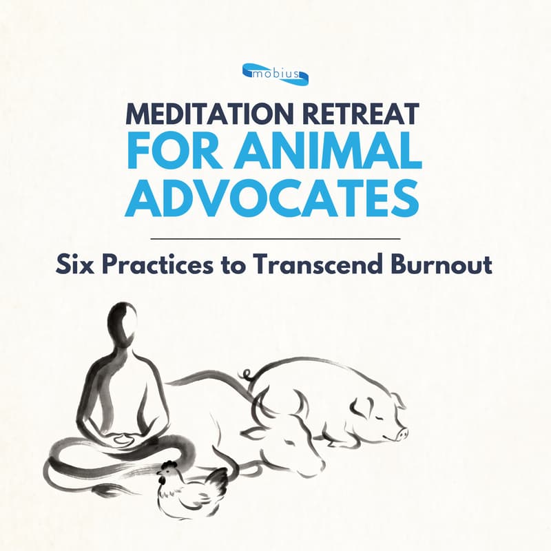 Cover Image for Meditation Retreat for Animal Advocates: Six Practices to Transcend Burnout - November 21 and 22, 2026