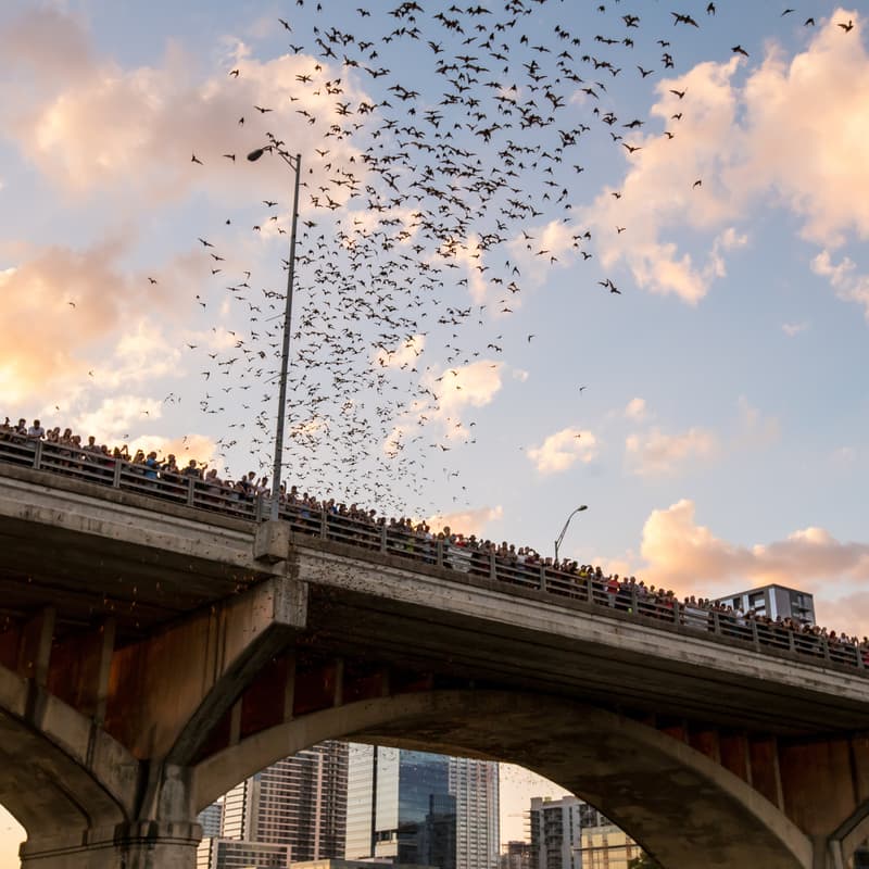 Cover Image for Bat-Watching + Bat Q&A