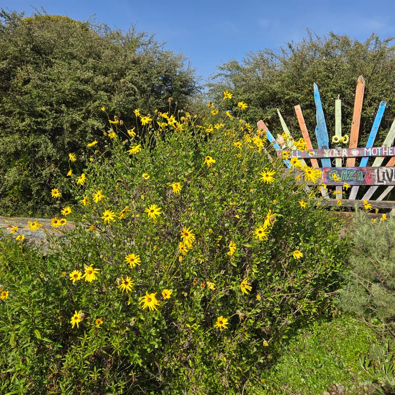 Cover Image for Many Hands, Happy Garden - Fall Spruce Up at the Library Garden