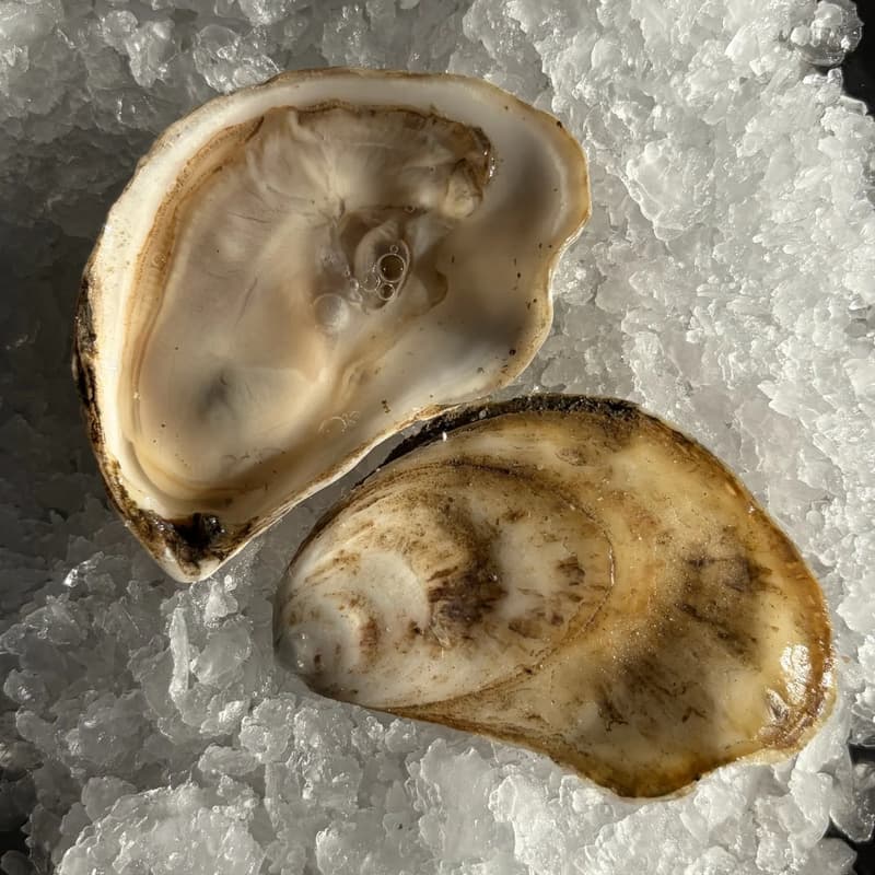 Cover Image for Aug Oyster Happy Hour @ The Yard