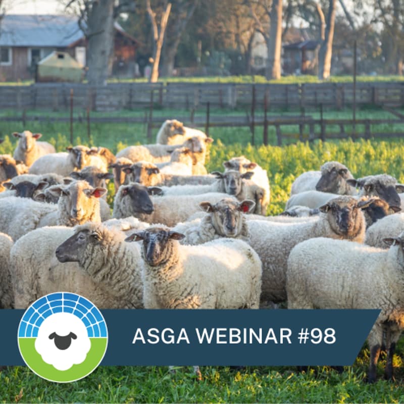 Cover Image for ASGA Call 98: Planning for Healthy Solar Sheep Management - A New Resource from ASGA
