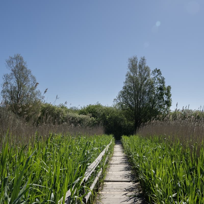 Cover Image for Digital Solutions for Biodiversity by Lensor