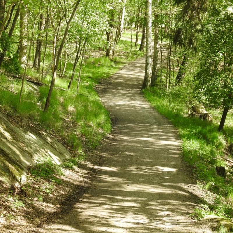 Cover Image for Forest Walk in Lill-Jansskogen