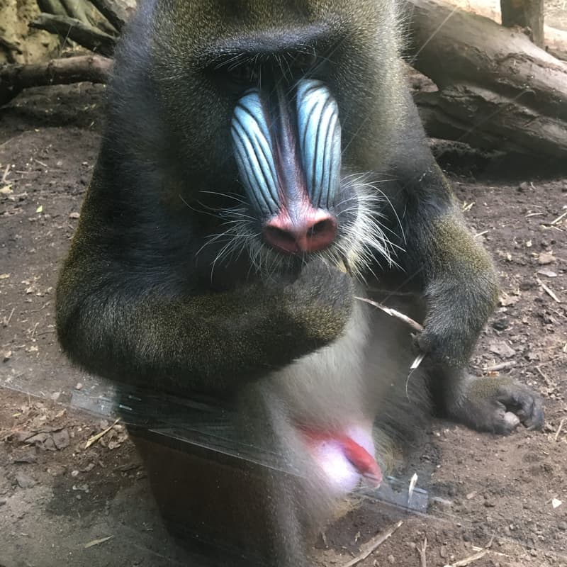 Cover Image for Meet Me At The Zoo