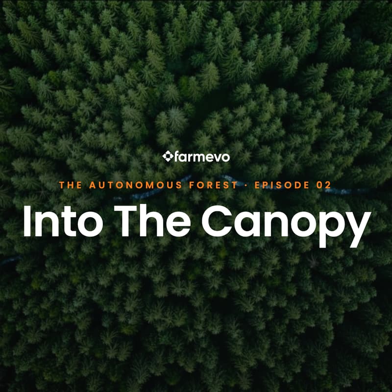 Cover Image for Into the Canopy