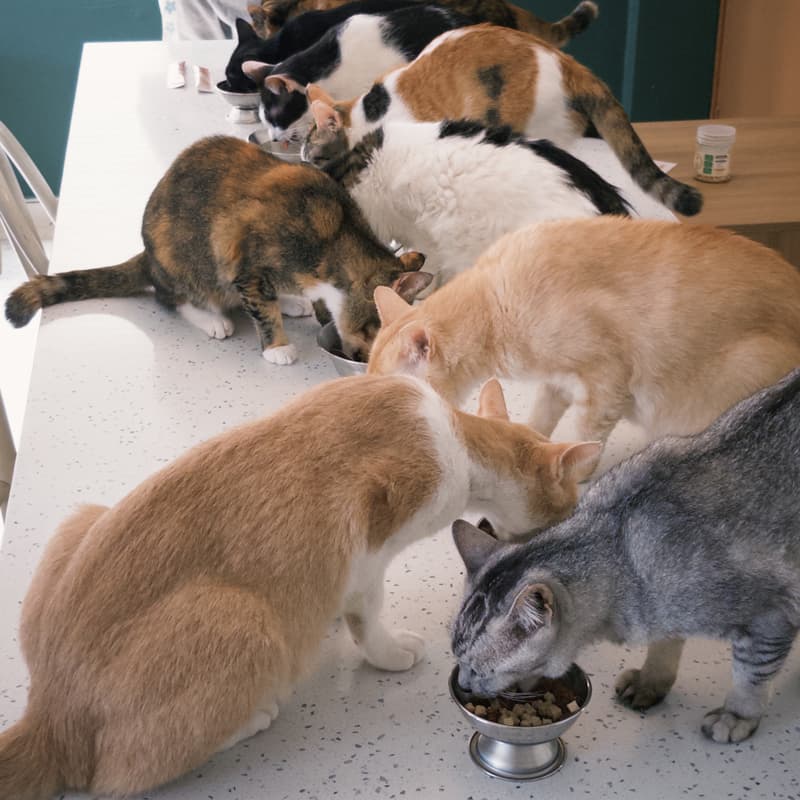 Cover Image for Volunteer at Kolektif Kucing