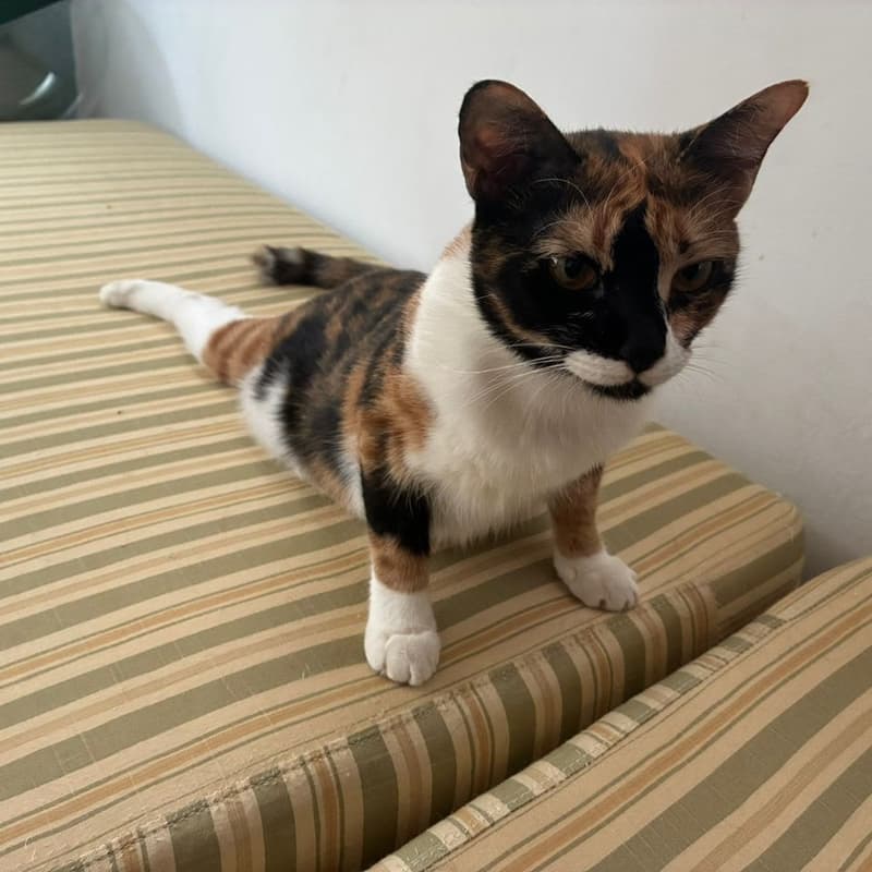 Cover Image for Yoga with Cats