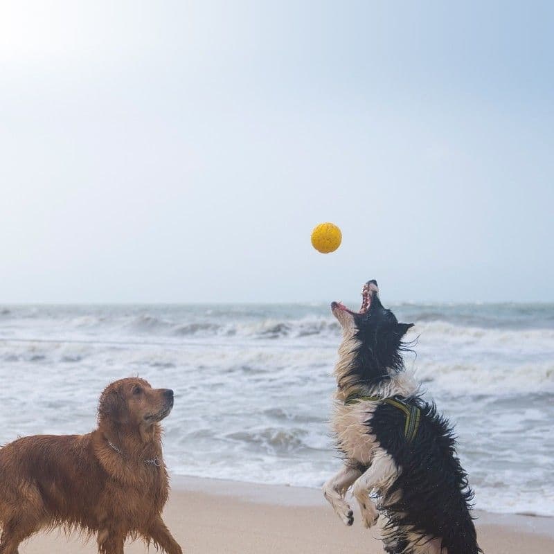 Cover Image for Camp d'été : les toutous à la mer 🌊