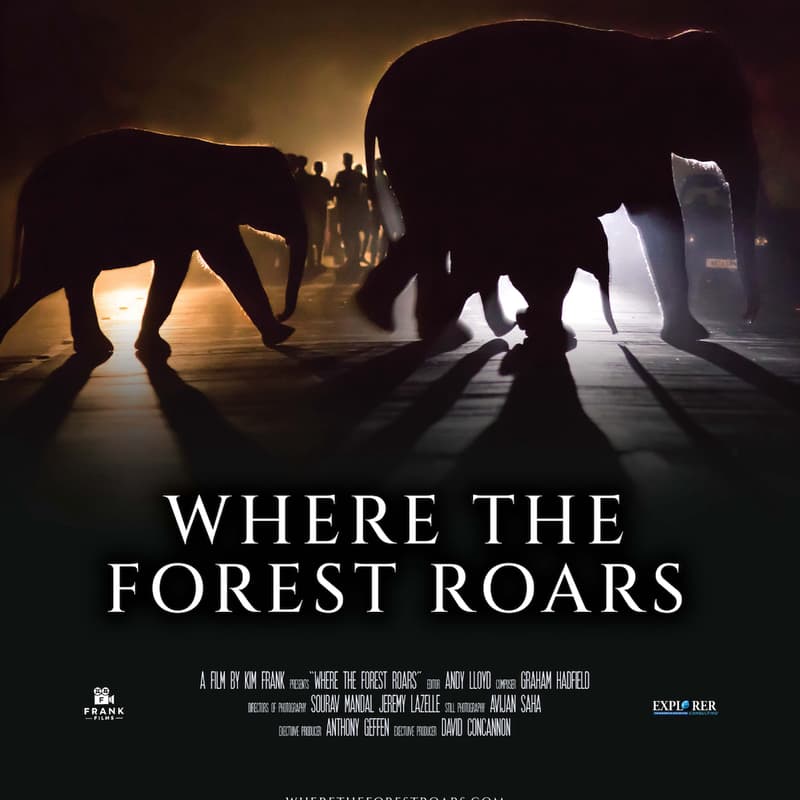 Cover Image for Sun Valley Forum Film Screening | "Where the Forest Roars" with Kim Frank