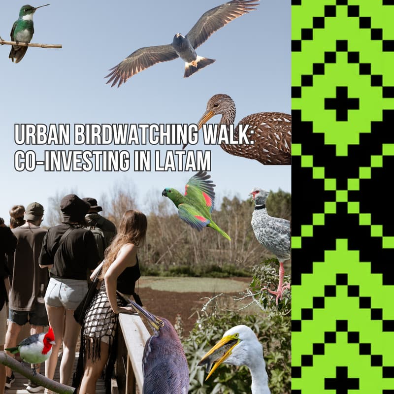 Cover Image for Urban birdwatching walk: co‑investing in LatAm