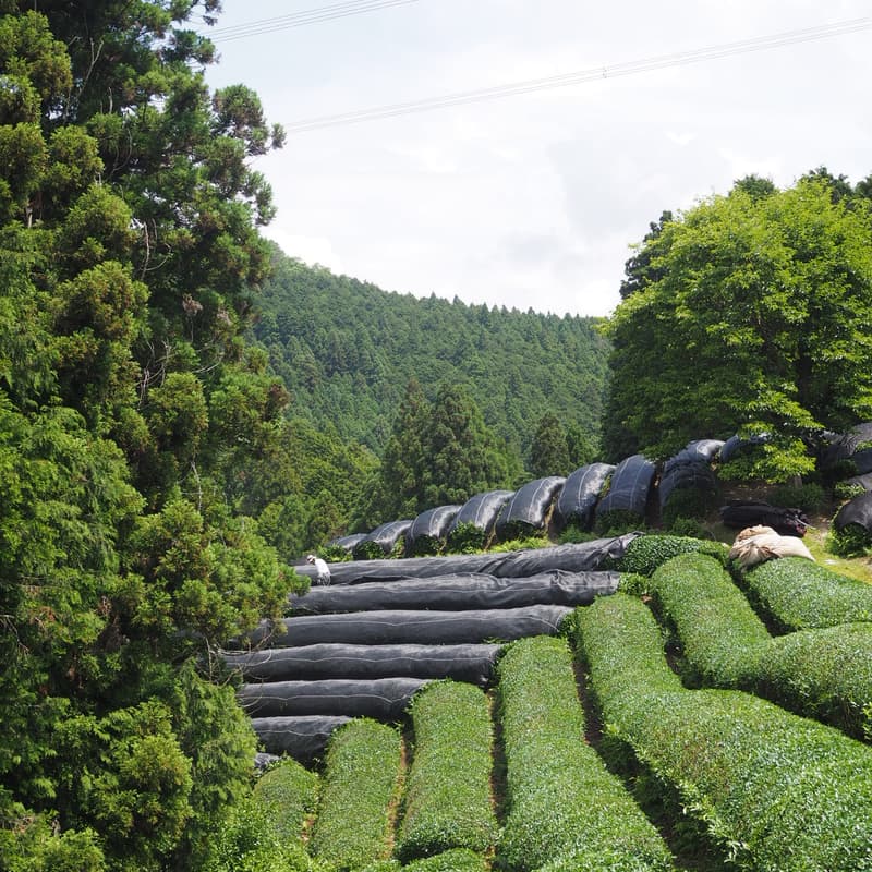 Cover Image for Single-Cultivar Matcha: A Tasting Journey Through The Uji Region