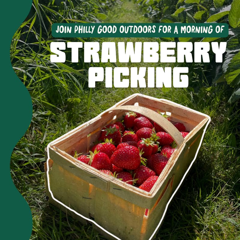 Cover Image for Philly Good Outdoors: Strawberry Picking