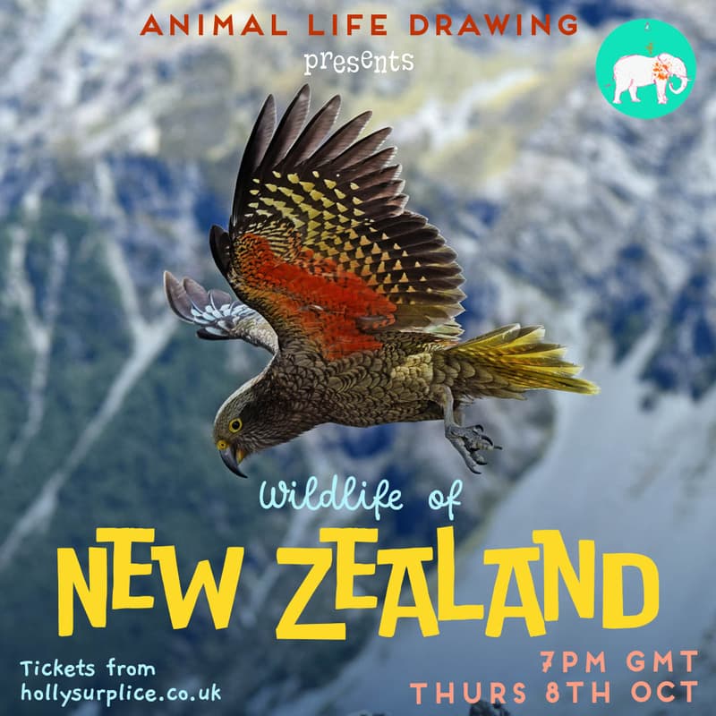 Cover Image for Wildlife 0f New Zealand
