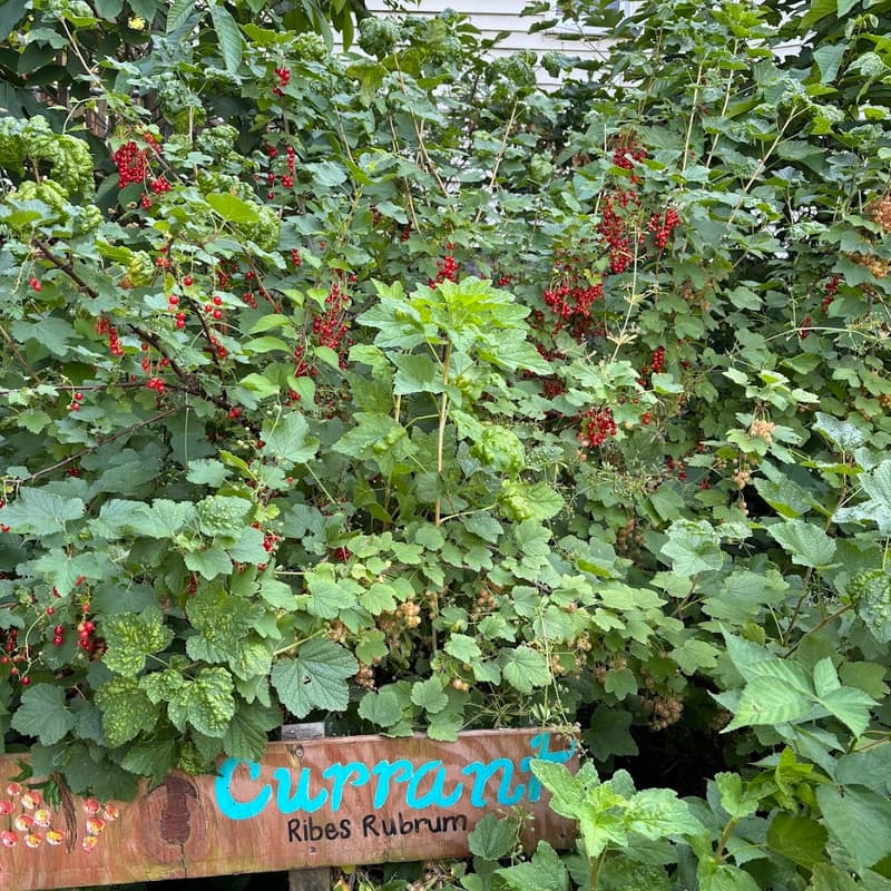 Cover Image for Egleston Community Orchard Currant Harvest Party