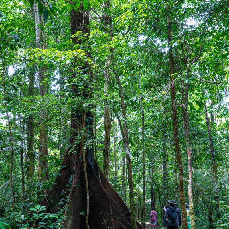 Cover Image for A journey into the living knowledge of the forest