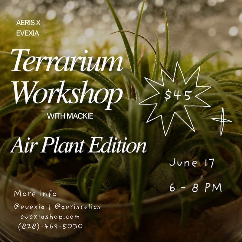 Cover Image for 🌿 Terrarium Workshop: Air Plant Edition