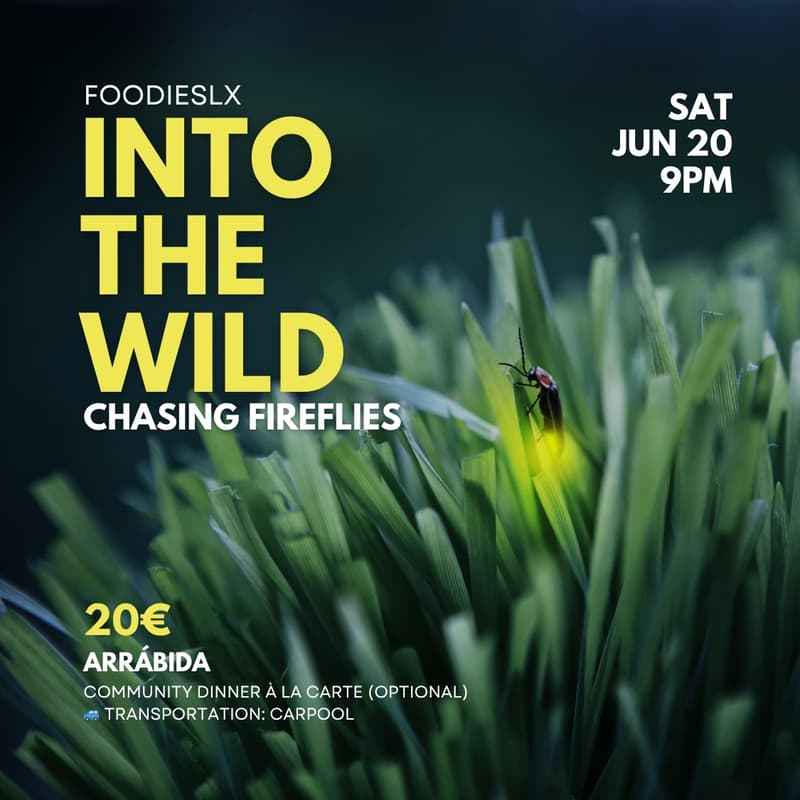 Cover Image for INTO THE WILD: Chasing Fireflies