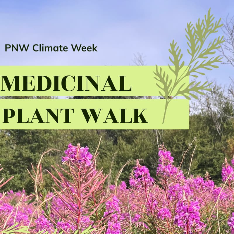 Cover Image for Medicinal Plant Walk