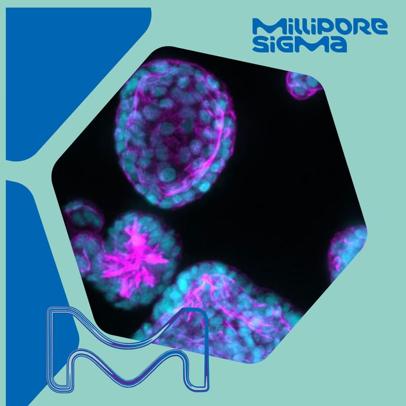 Cover Image for Advancements in PatientDerived Organoids
