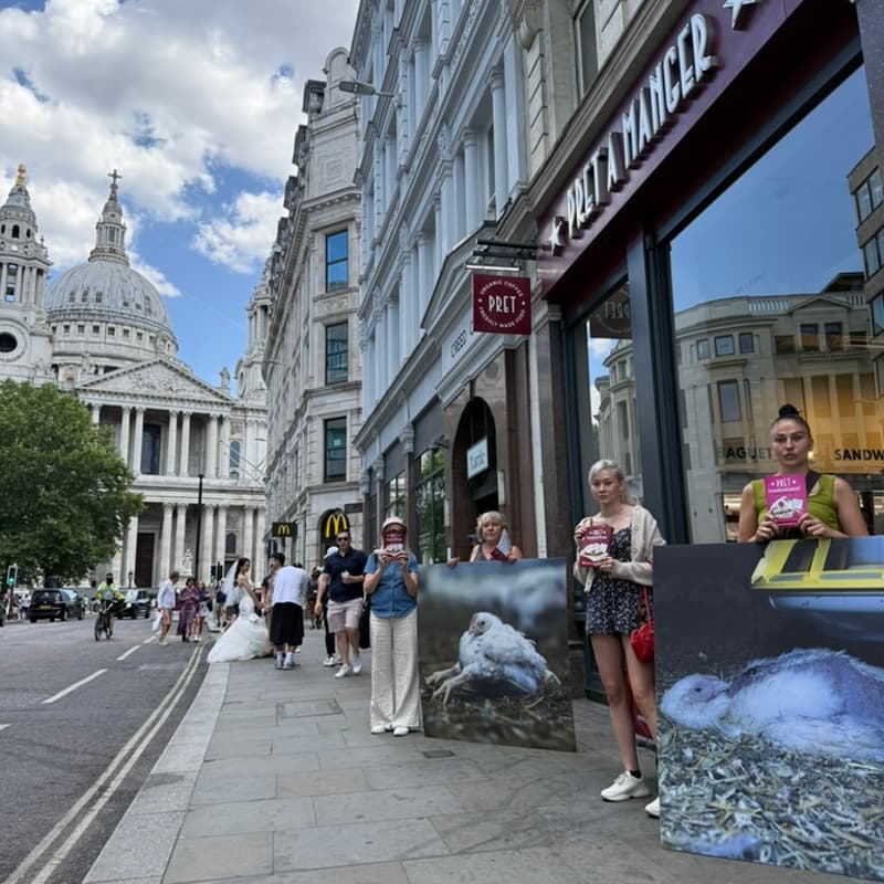 Cover Image for Protest against Pret's frankenchicken: 190 Strand, Temple, London WC2R 1DP