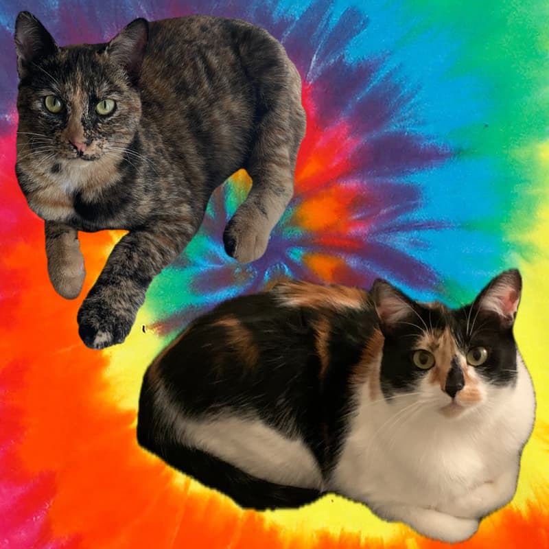 Cover Image for 3rd annual tiedye extravaganza