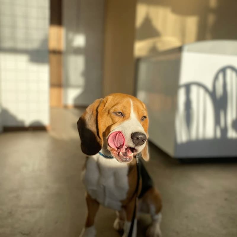 Cover Image for Rassemblement & balade Beagles