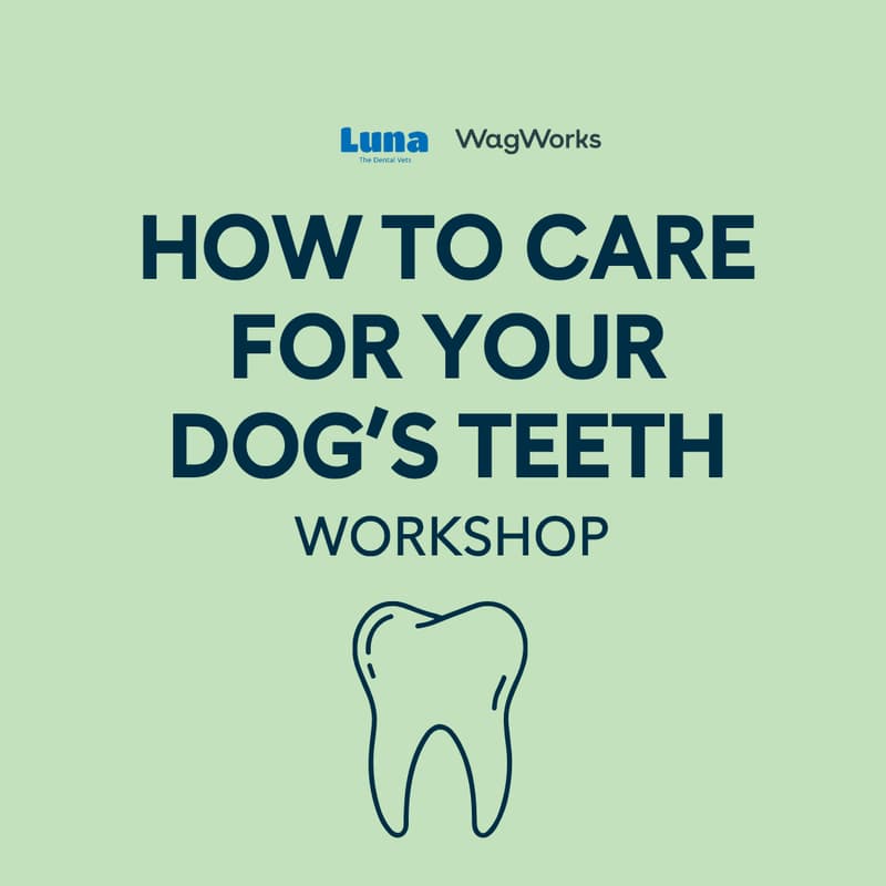 Cover Image for How to care for your dog's teeth – with Luna, The Dental Vets