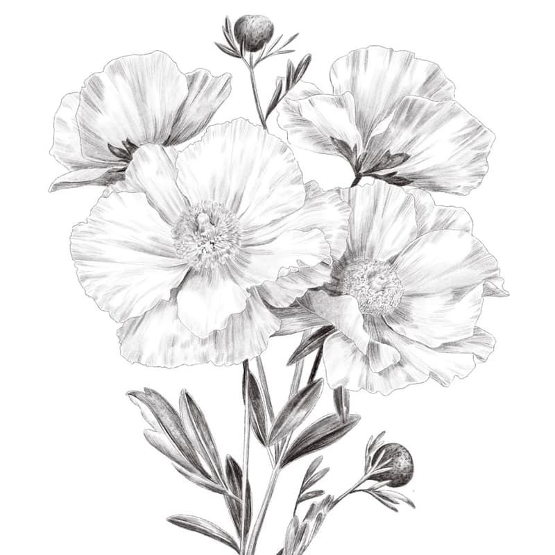 Cover Image for Botanical Drawing