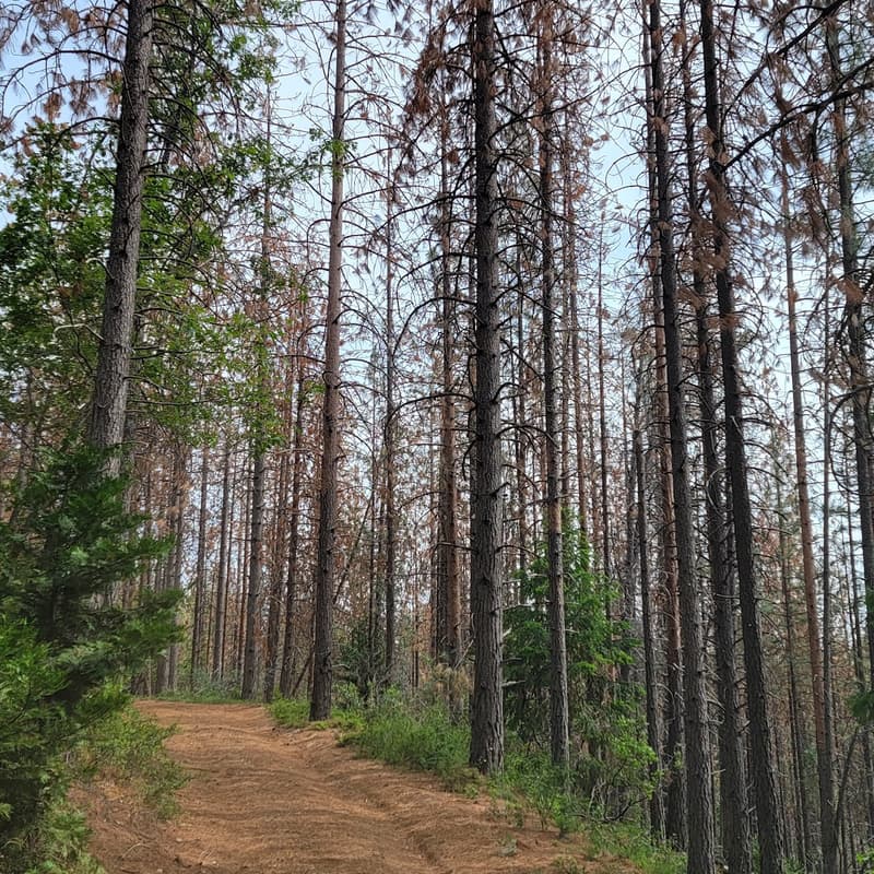 Cover Image for Forest and Friends, October 29th