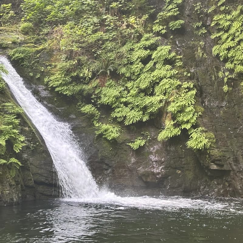 Cover Image for Goldstream Falls and Arbutus Loop