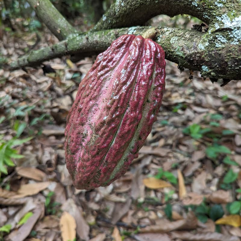 Cover Image for Cazimi Connexions Cacao Circle