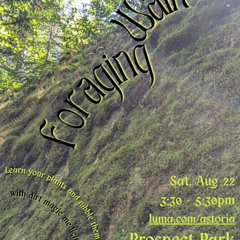 Cover Image for Summer Forest / Foraging Walk (the sequel)