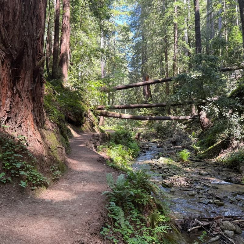 Cover Image for Rise & Roam Collective Hike To Fall Creek, Henry Cowell Redwoods State Park