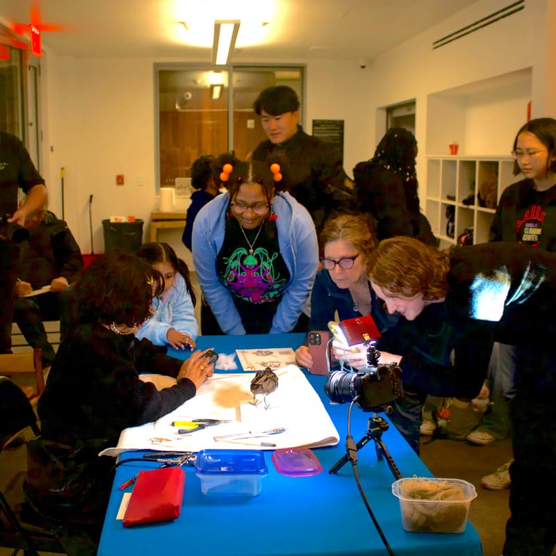 Cover Image for Taxidermy Demonstration & Drawing Workshop with Gotham Taxidermy and NYC Plover Project