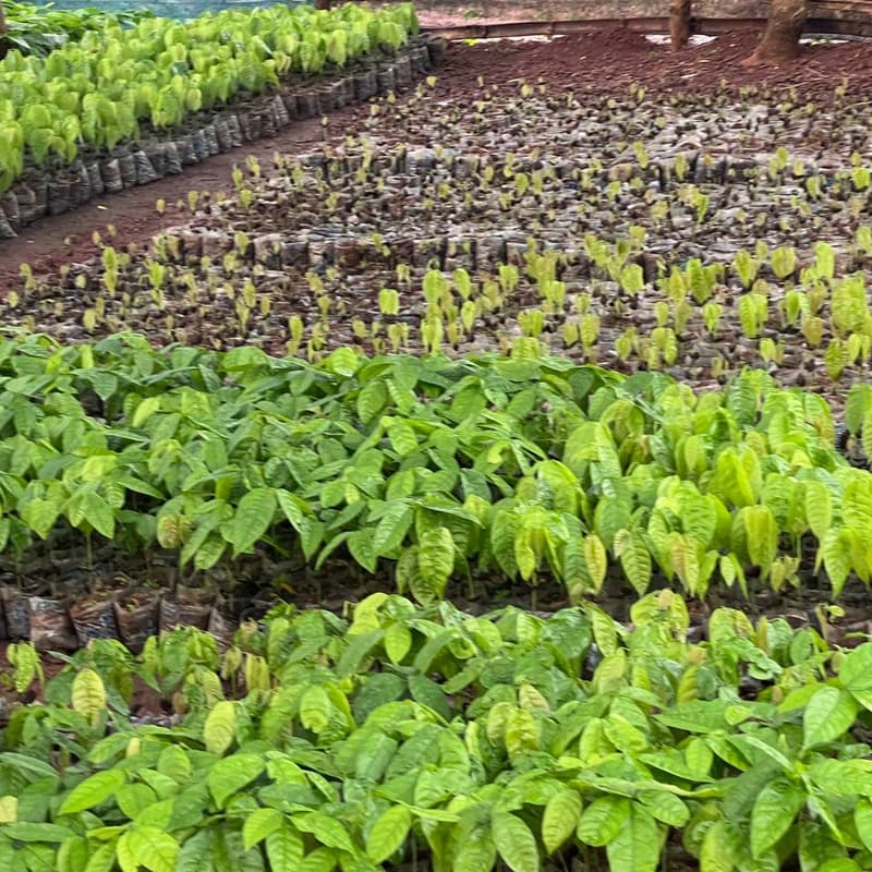 Cover Image for GROW COCOA INITIATIVE