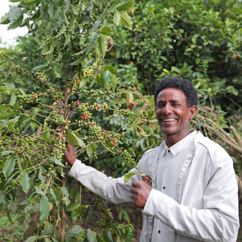 Cover Image for Sustainable Coffee and Carbon Finance