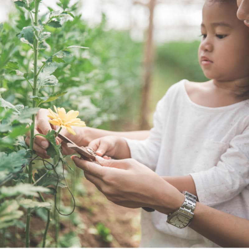 Cover Image for Immersion: Pequeños Floristas