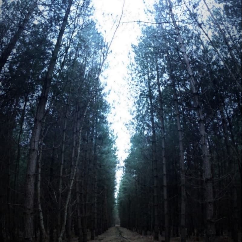 Cover Image for Rendlesham