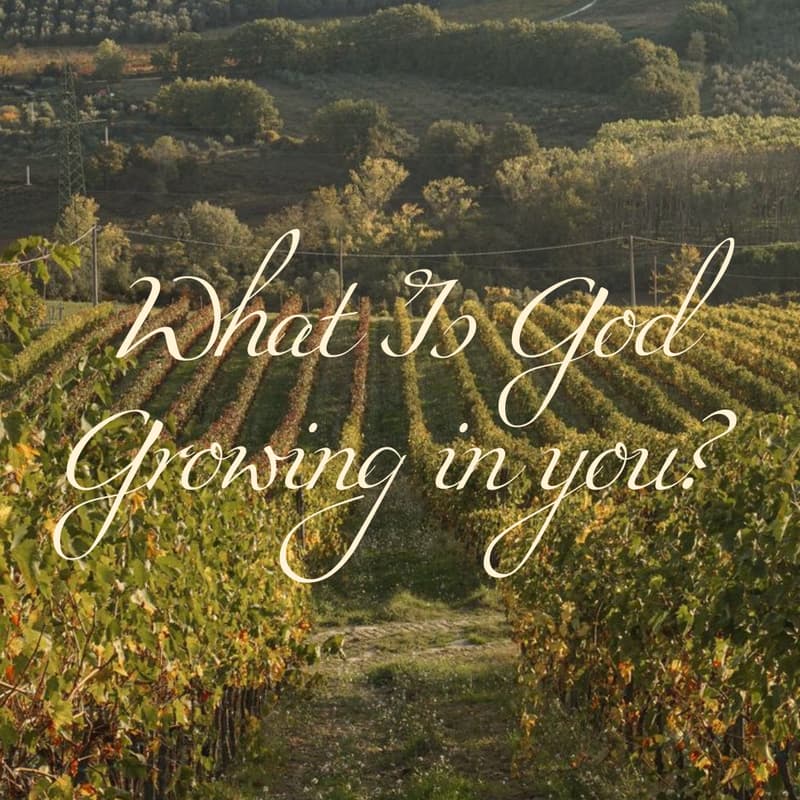 Cover Image for What Is God Growing in You?