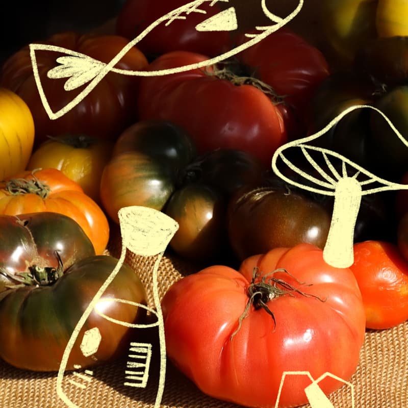 Cover Image for A Dash Of: Umami Hour — Salt, Tomatoes & the Fifth Flavor