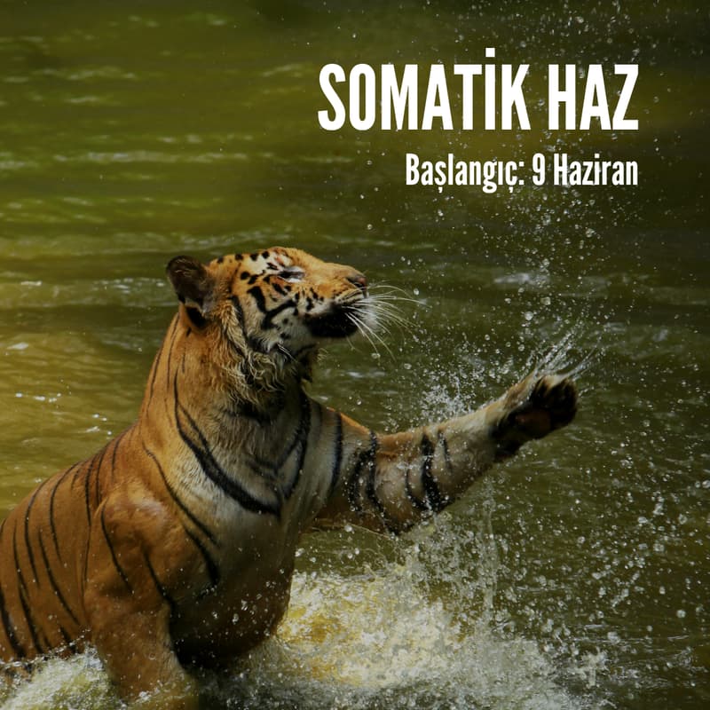 Cover Image for Somatik Haz Atölyesi