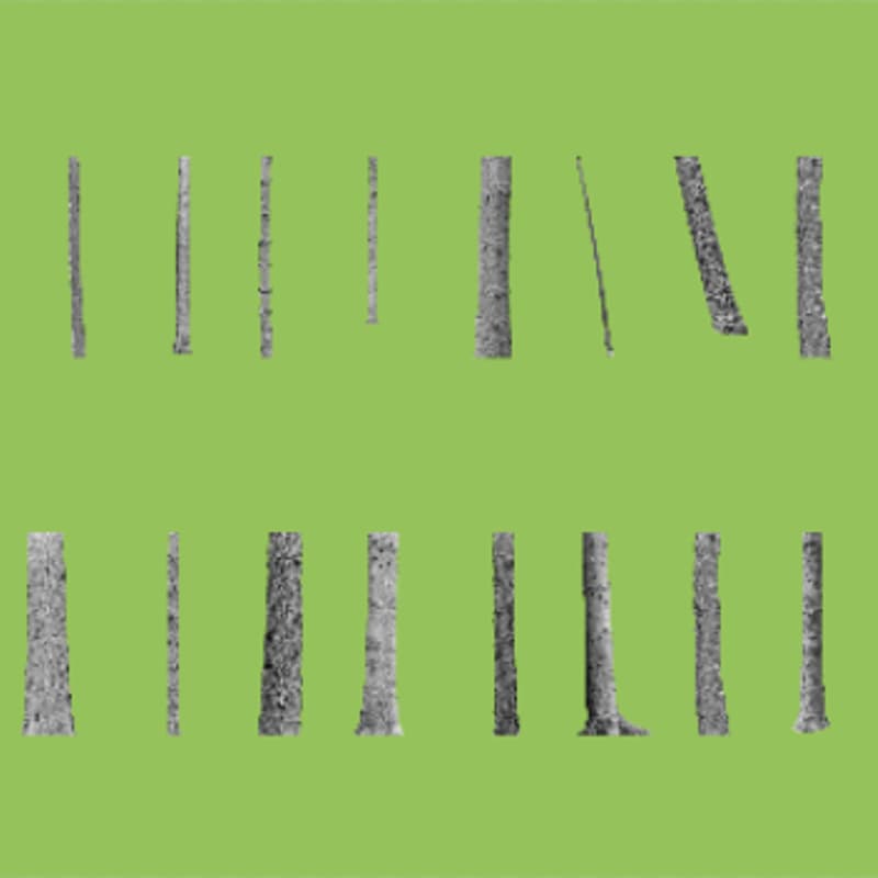 Cover Image for A Forest Deconstructed - Photography Exhibition Launch