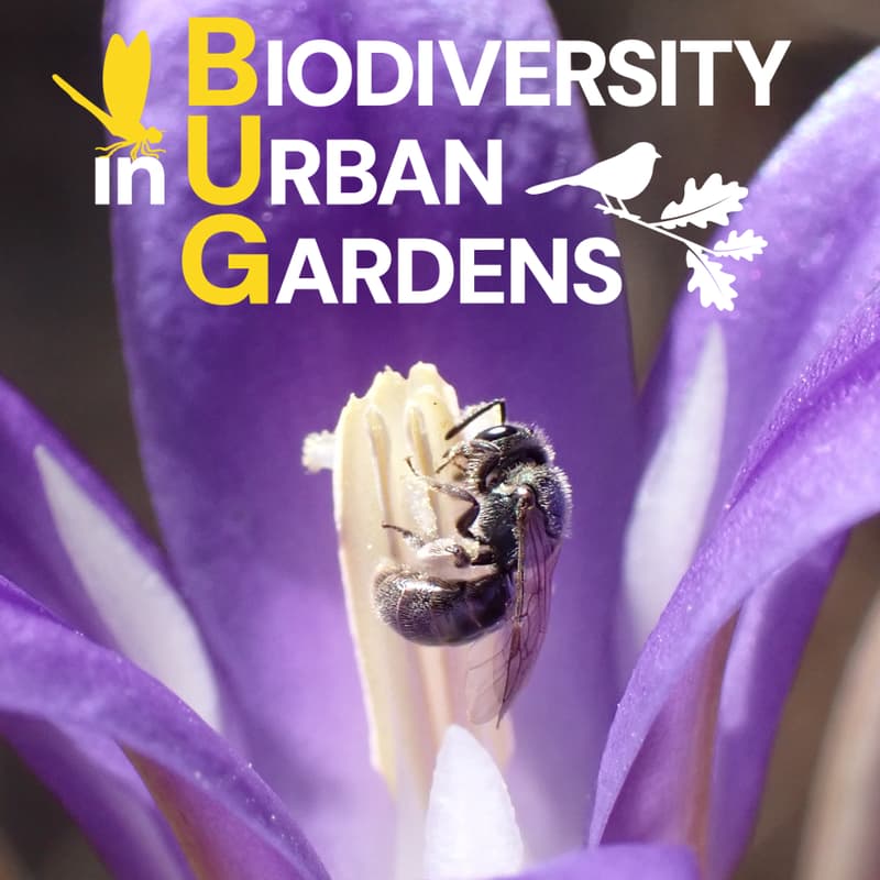 Cover Image for Native Plant and Wildlife Biodiversity Day at CNPS Nursery