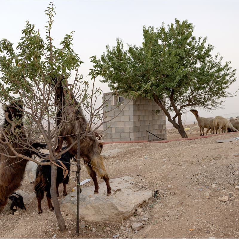 Cover Image for Herd/Colonial Frontiers