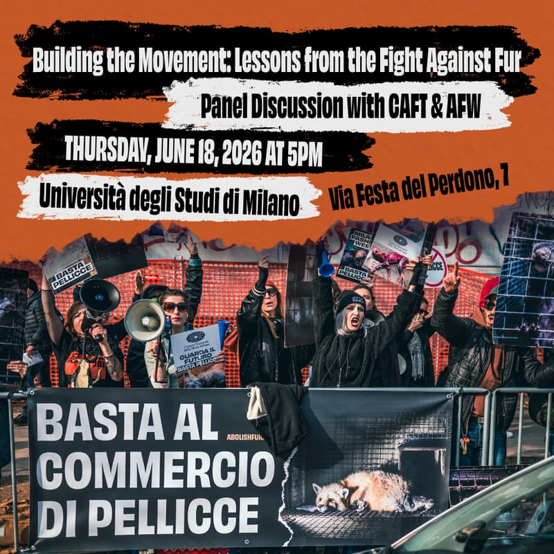 Cover Image for Panel Discussion: Building a Movement - Lessons from the Fight Against Fur