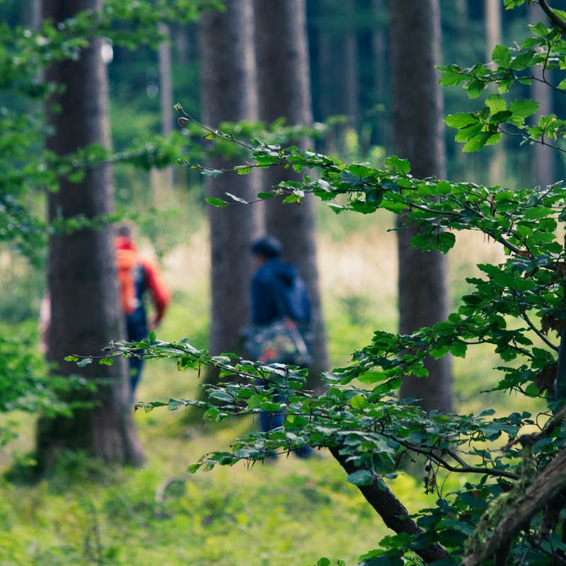 Cover Image for Biodiversität im Bernrieder Park: Ausflug zu den 400-jährigen Eichen
