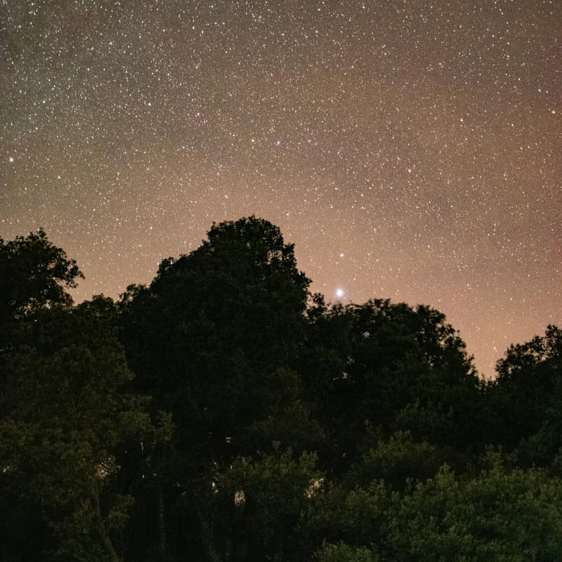 Cover Image for Sintra Forest Night Sensory Walk