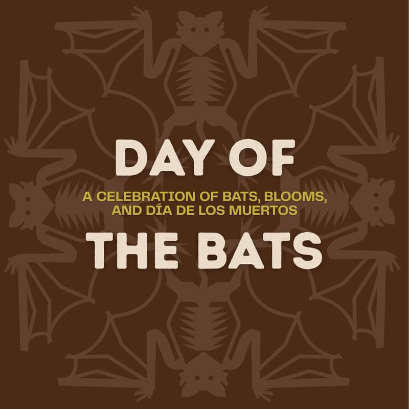 Cover Image for Day of the Bats: Welcoming Bat Conservation International to DSI