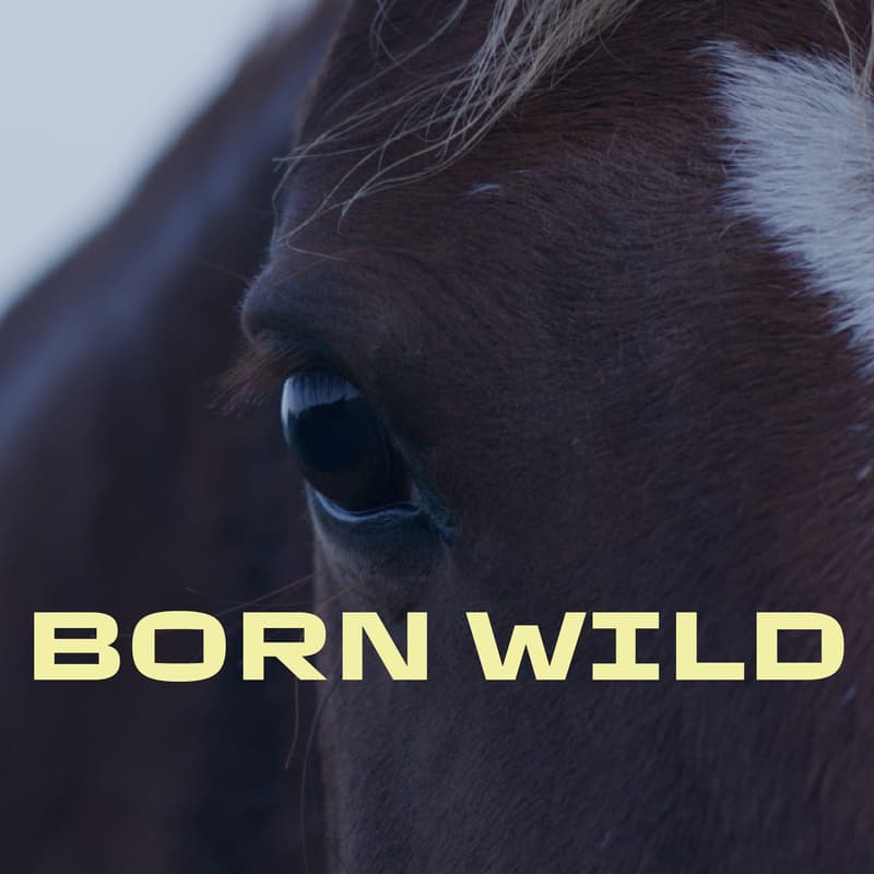 Cover Image for Born Wild- Private Screening
